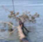 Eye-level view of a professional cutting a large tree branch in a residential yard