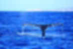 Whale Watching Cabo