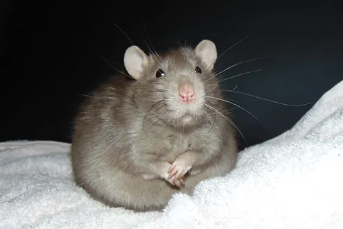 59204021_654916481613724_749888005977250