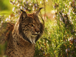 El lince ibérico. Joya y "recurso" natural de nuestra tierra.