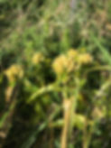IMG_3474.jpeg