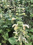 IMG_3675.jpeg