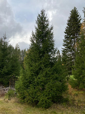 En nydelig julegran som vi fant i skogen