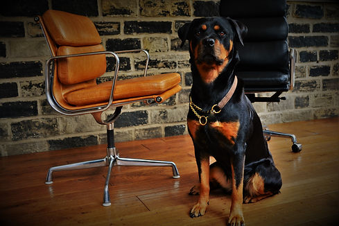 Black or Tan Facebook Post.JPG