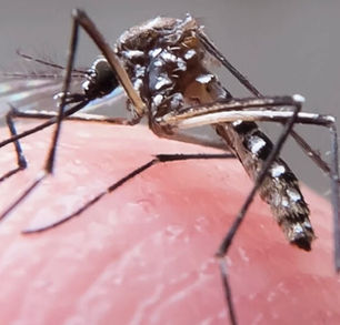 Dengue: le record 2023 de cas importés en France métropolitaine déjà battu