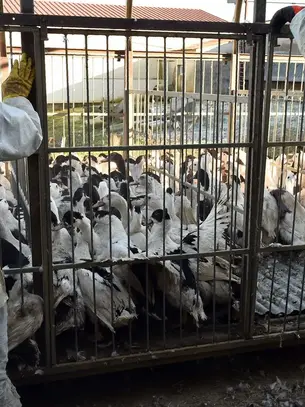 Grippe aviaire : « Une énorme inquiétude »L’OMS s’affole d’une propagation chez l’homme