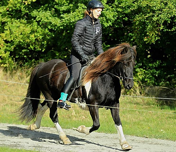 Lej en hest i Dyrehaven til turridning med eller uden guide. Vi tilbyder også hestesalg og udlån af heste. Staldhjælp er en m