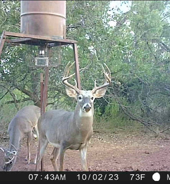 Ranger Creek Ranch Vera, TX Deer