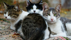 Adopter un chat : posez-vous les bonnes questions