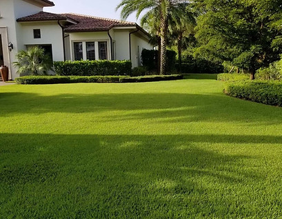 Landscaping, lawnscaping, palm trees, shrubs, manicured lawn