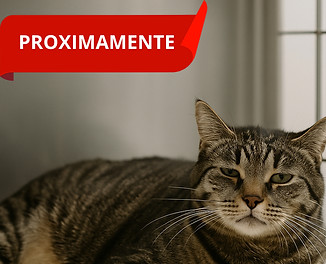 Curso Nutrición en Enfermedad Renal Crónica en Perros y Gatos
