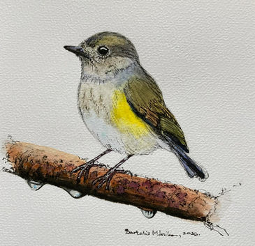 Red-flanked bluetail