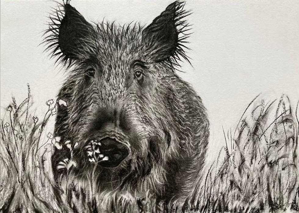 Wild boar