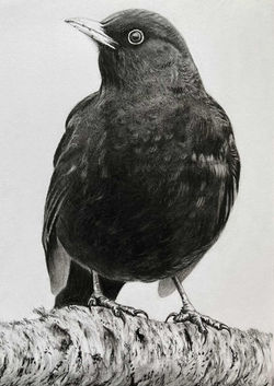 Black bird