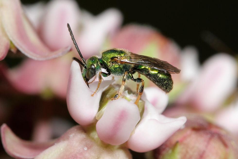 Augochlorella / Sweat Bee