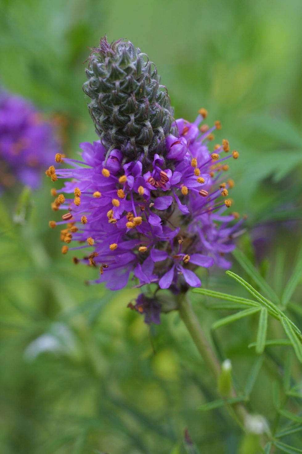 Dalea