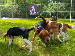 135 more beagles freed from Dane County breeding/research site amid ongoing rescue effort