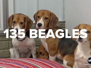 135 more beagles released from Wisconsin research facility