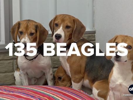 135 more beagles released from Wisconsin research facility