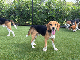 95% Fail: The Animal Testing Translation Problem