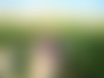 Spring Cleaning? Make Room for a Rescue Dog in Your Life!