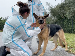 Big Dog Ranch Rescue saves 78 dogs displaced from California wildfires, Texas freezing temps