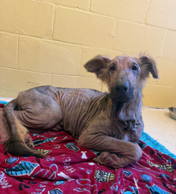 From the Streets to a Second Chance: Pelican