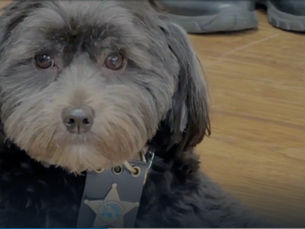 Palm Beach County Sheriff's Office therapy dogs helped after 10-person Hatton Highway crash