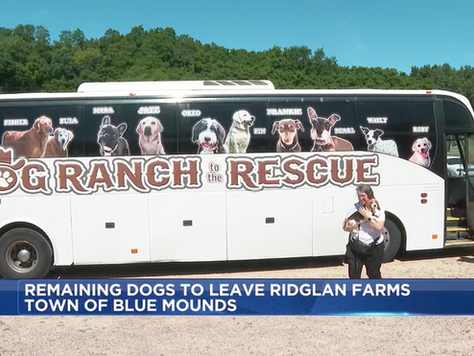 ‘No more testing’: Beagle research facility that drew protests is closing, 475 remaining dogs to be rescued