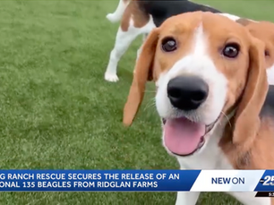 Big Dog Ranch rescues 135 beagles from Ridglan Farms