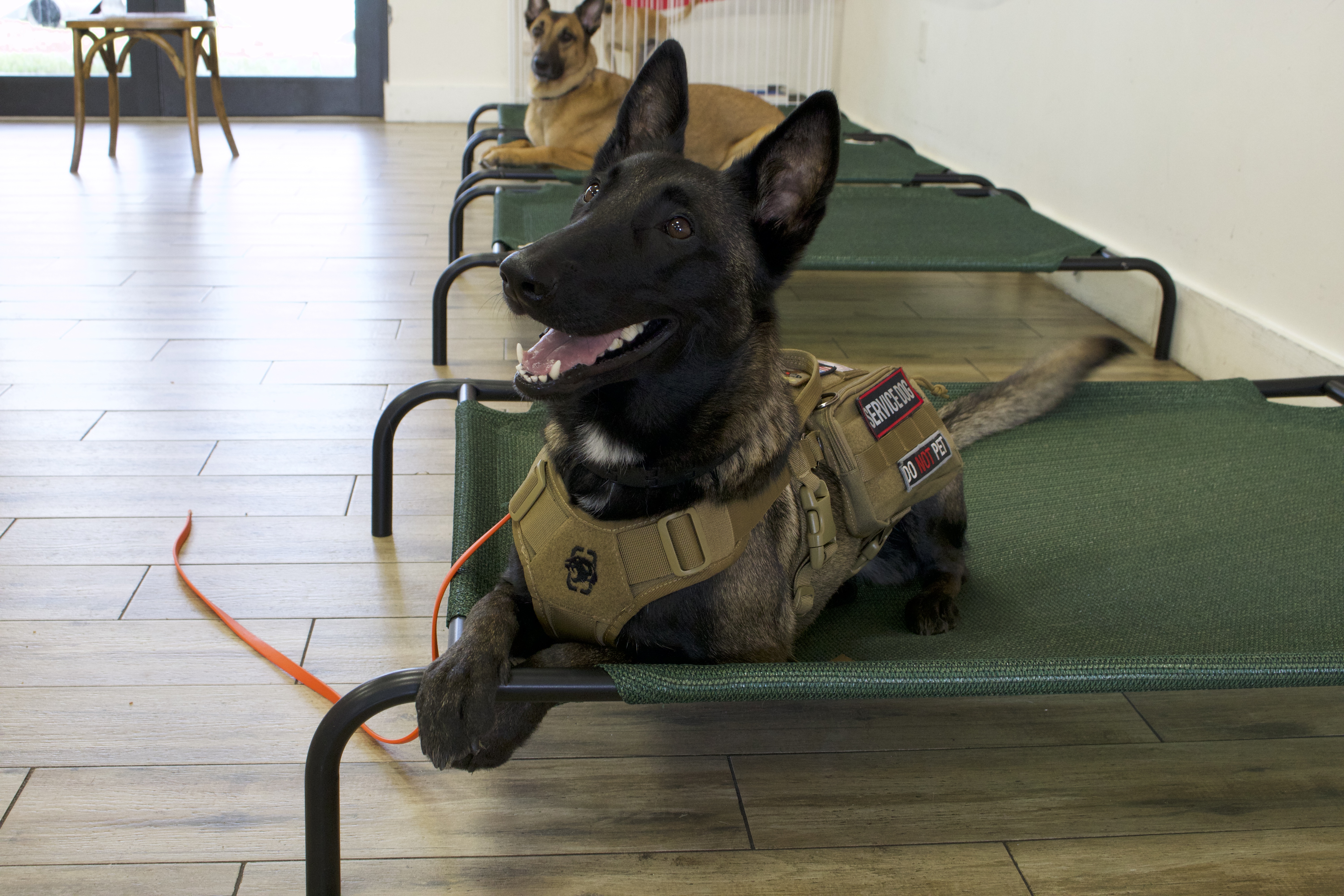 A rescue dog in the veterans service program