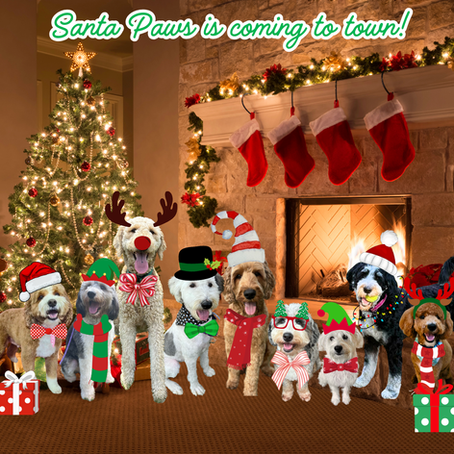 Paw-sitively Magical Christmas: Gifts for Foster Doodles