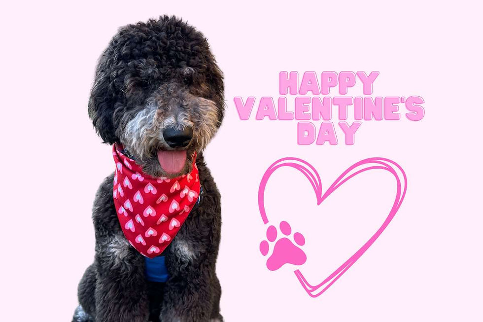Poodle with a red heart-patterned bandana on a pink background. Text reads "Happy Valentine's Day" next to a pink heart and paw print.