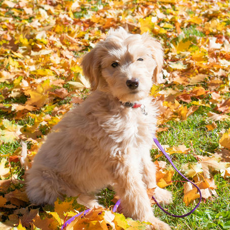 It’s Fall in Dallas (Part I): Dog Friendly Things to Do