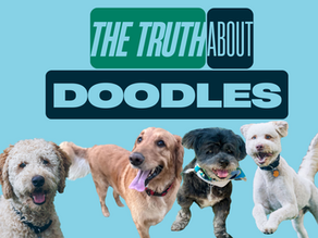 More Than a Pretty Face: The Truth About Doodles