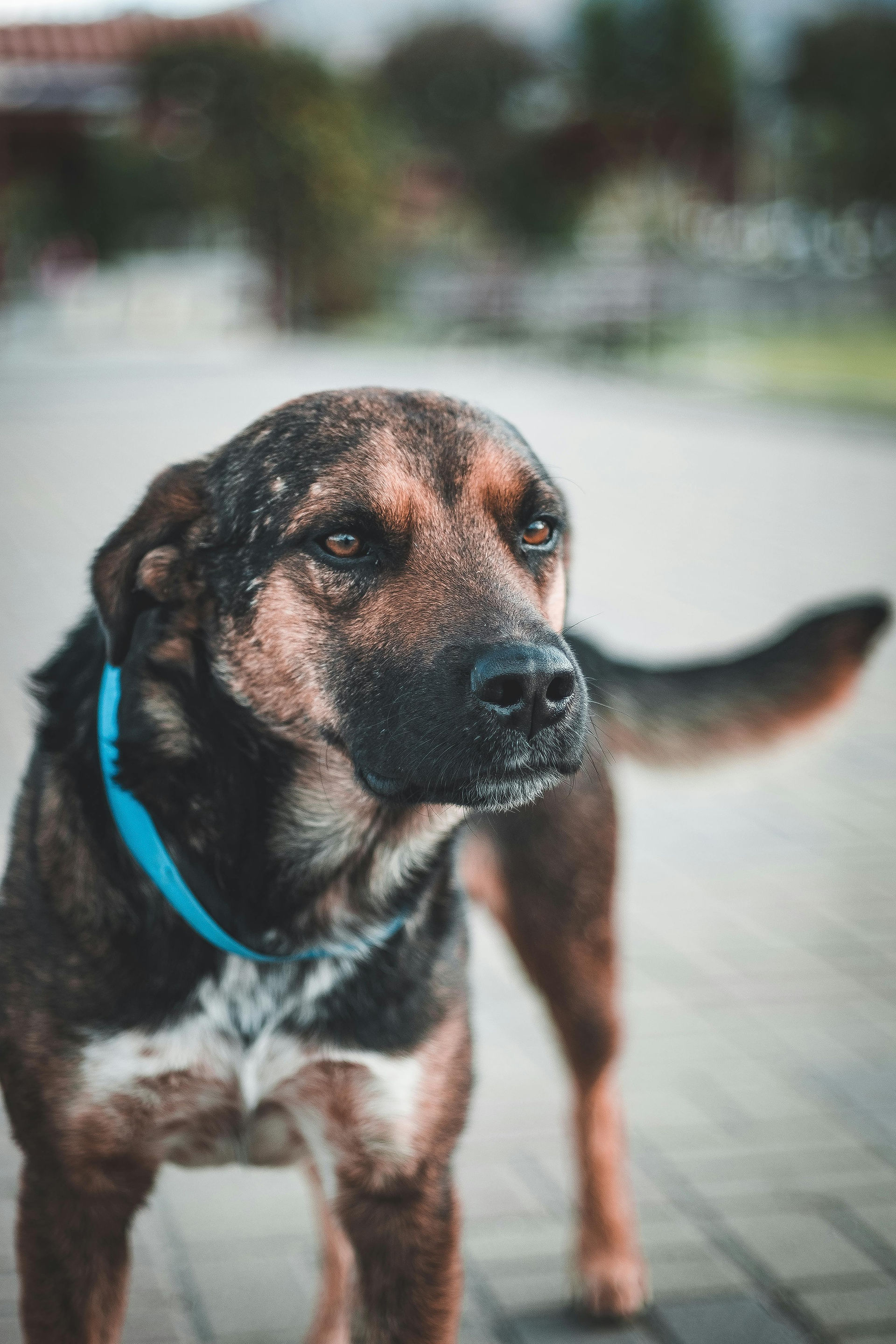 Dog's ears are pinned back as he stares into distance.