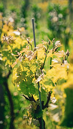 Bourgeon-3.jpg