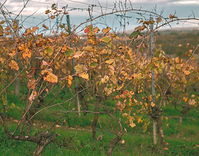 domaine château du pouey viella