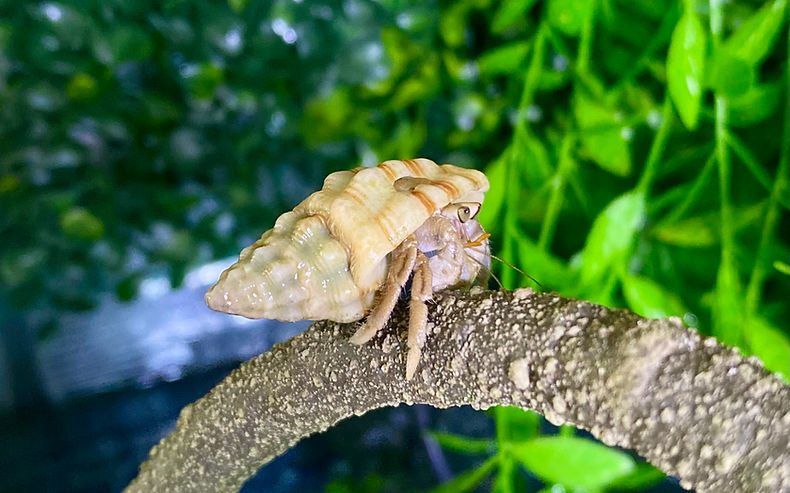 hermit crab climbing on a vine