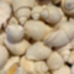A bunch of Babylonia Spirata White shells. 