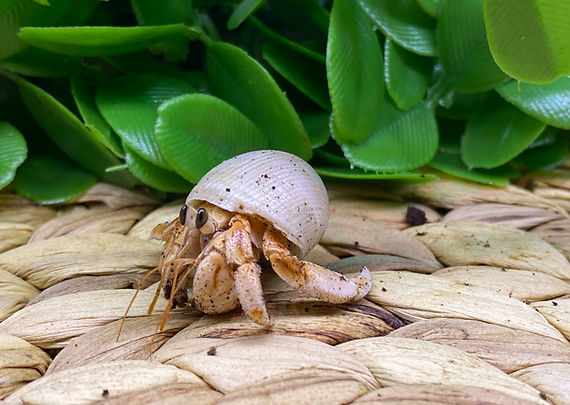 Rescue hermit crab (coenobita variabilis)