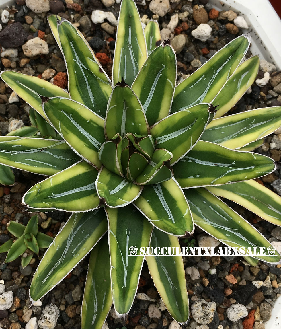 アガベ Agave victoriae-reginae variegata 176 Buy Agave Victoria-Reginae Variegata Plant | Planet Desert