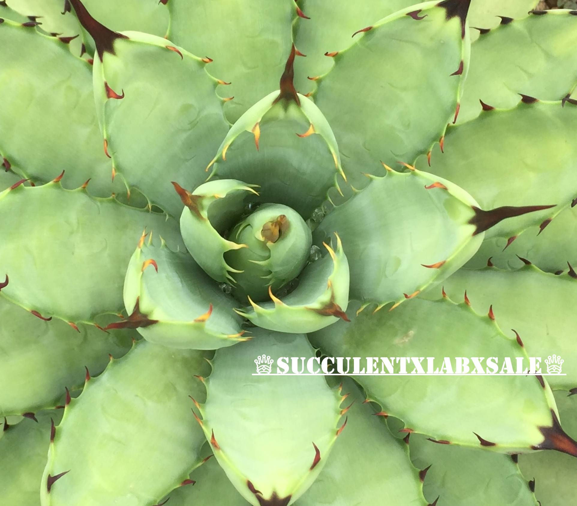 agave Macroacantha 綠肌八荒