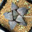 Thumbnail: Haworthia seeding seleciton