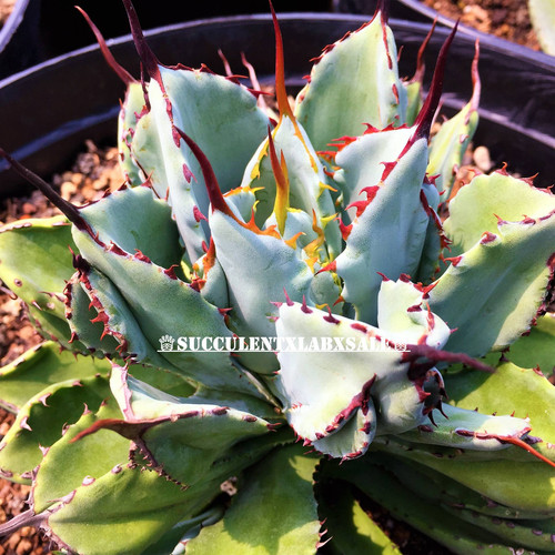 No.105 Agave Potatorum Cubic アガベ 貝殻龍白覆輪アガベ No.105 Agave Potatorum Cubic アガベ 貝殻龍白覆輪アガベ