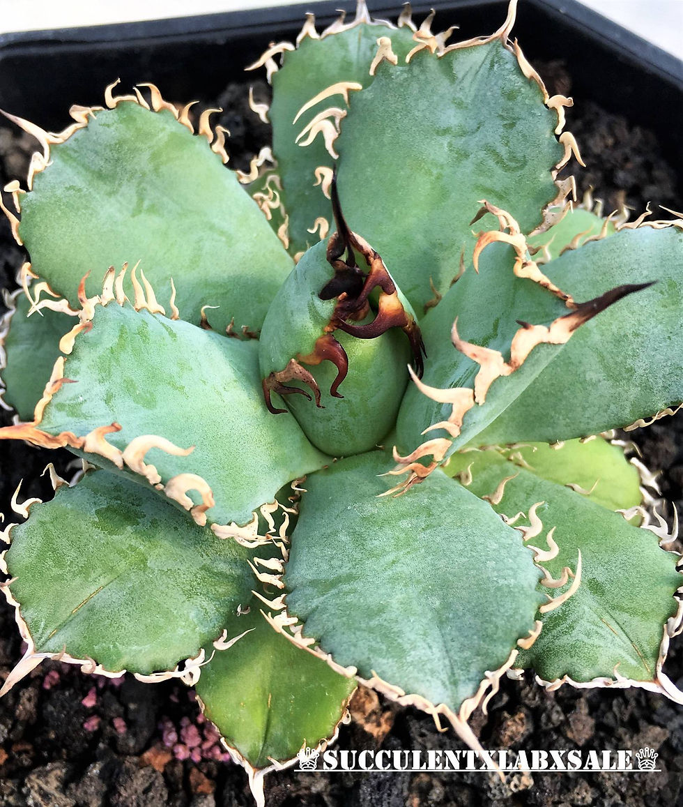 Thumbnail: Agave titanota Filigree 拇指嚴龍