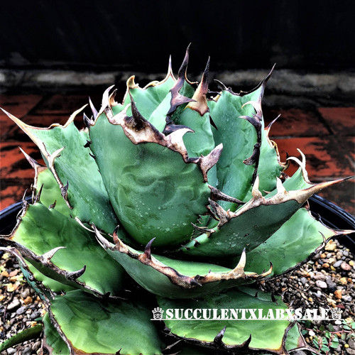 Agave titanota チタノタ TITANOTAアガベ チタノタ“白豪刺