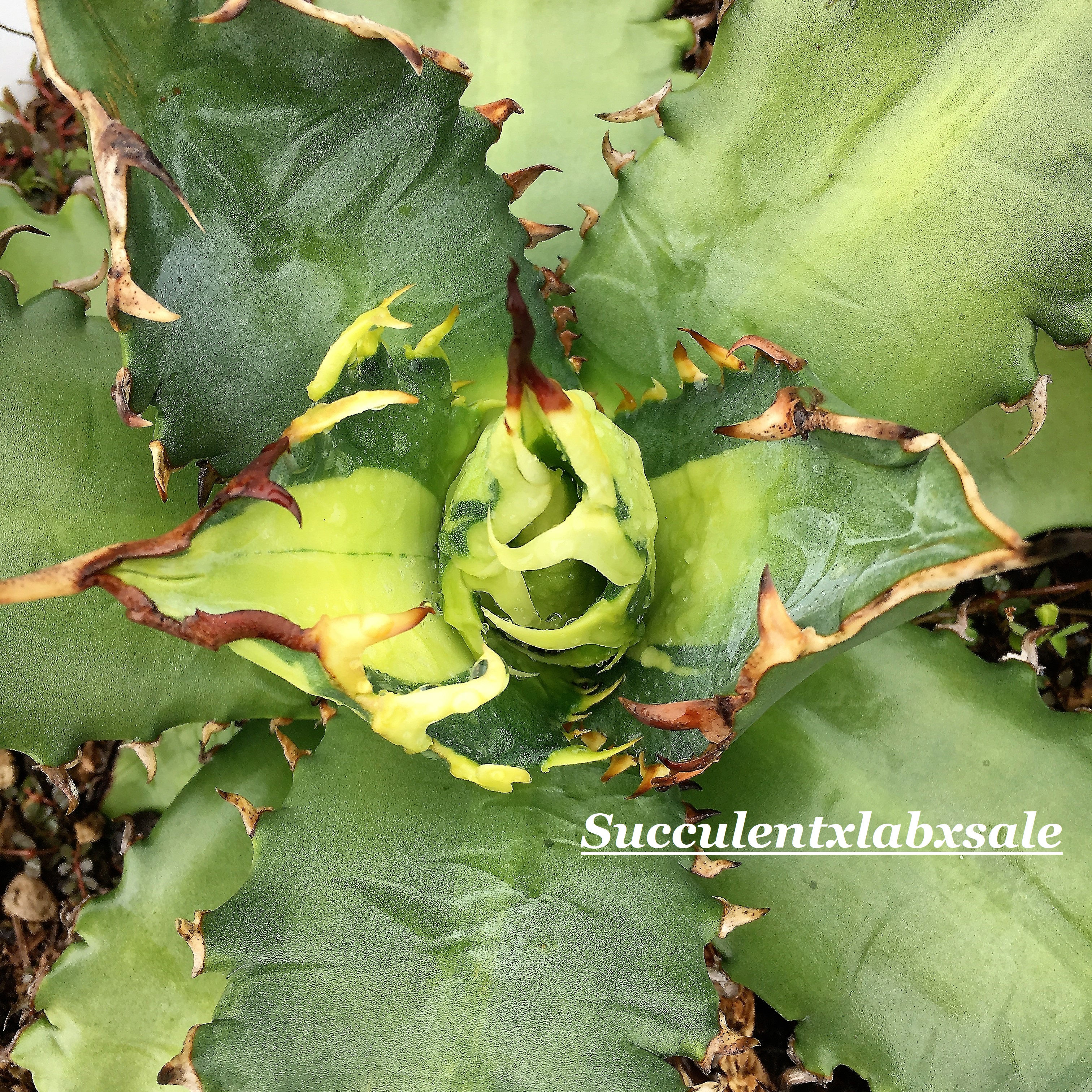 Agave titanota 夕映嚴龍