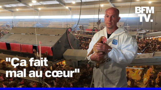 Conflit Sanitaire à Saint-Martin-la-Sauveté : Abattage de 8 250 Poules et Détresse des Éleveurs