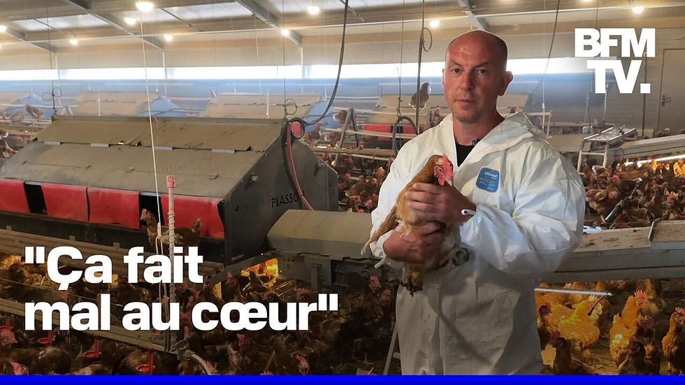 Conflit Sanitaire à Saint-Martin-la-Sauveté : Abattage de 8 250 Poules et Détresse des Éleveurs